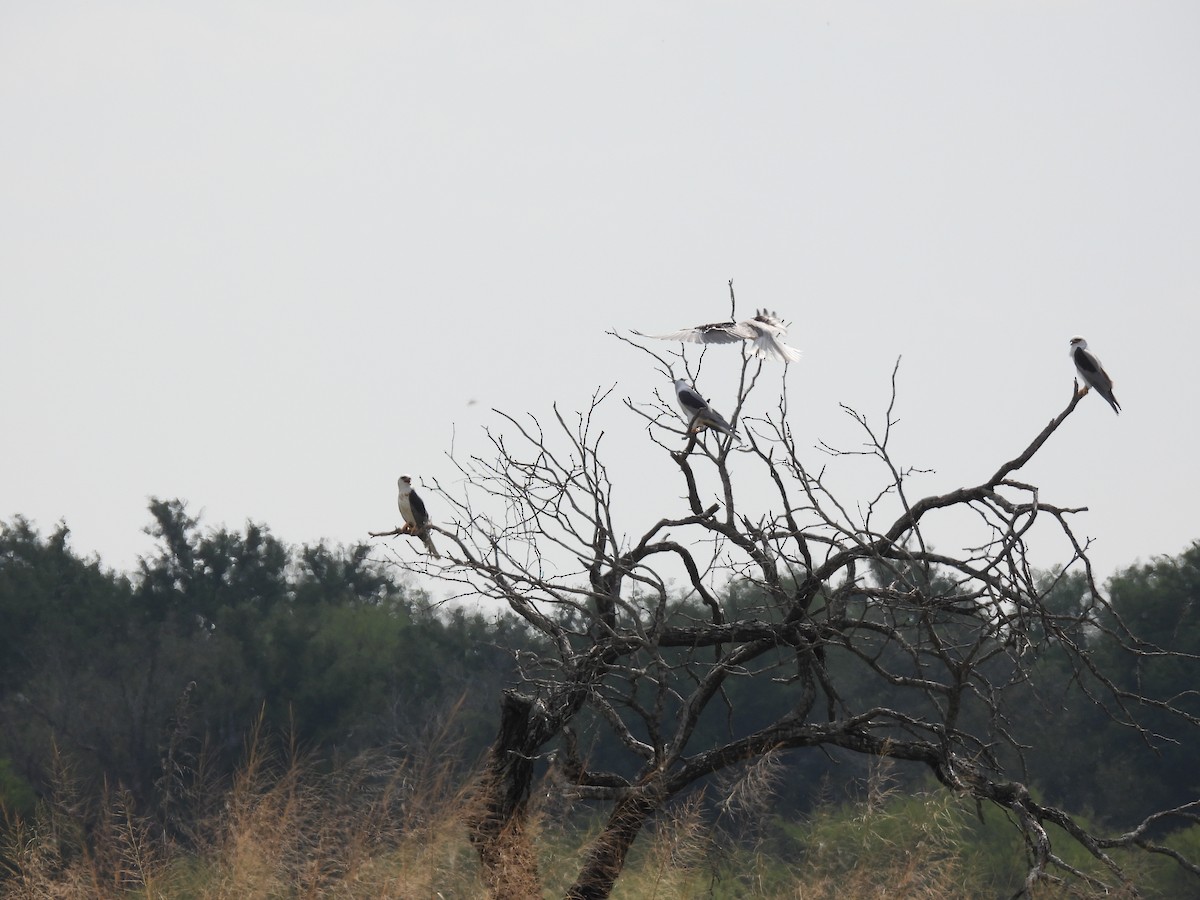 White-tailed Kite - ML645654114