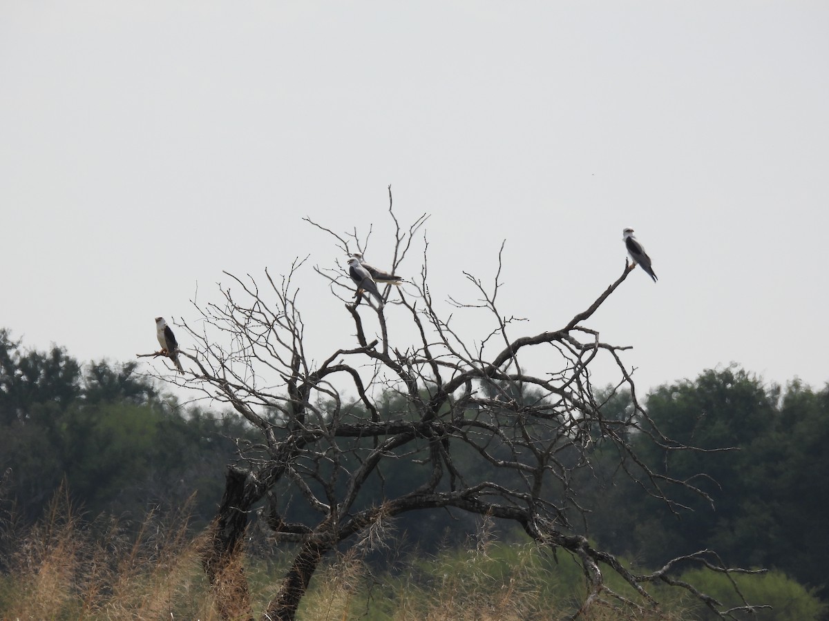 White-tailed Kite - ML645654115