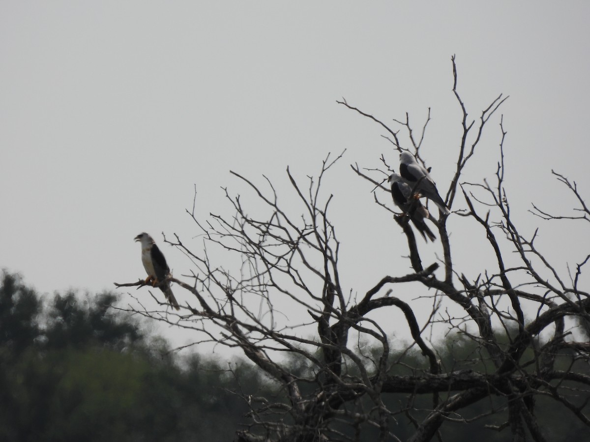 White-tailed Kite - ML645654116