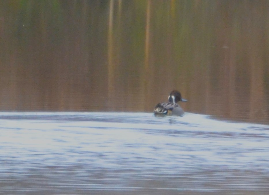 ostralka štíhlá - ML645654120