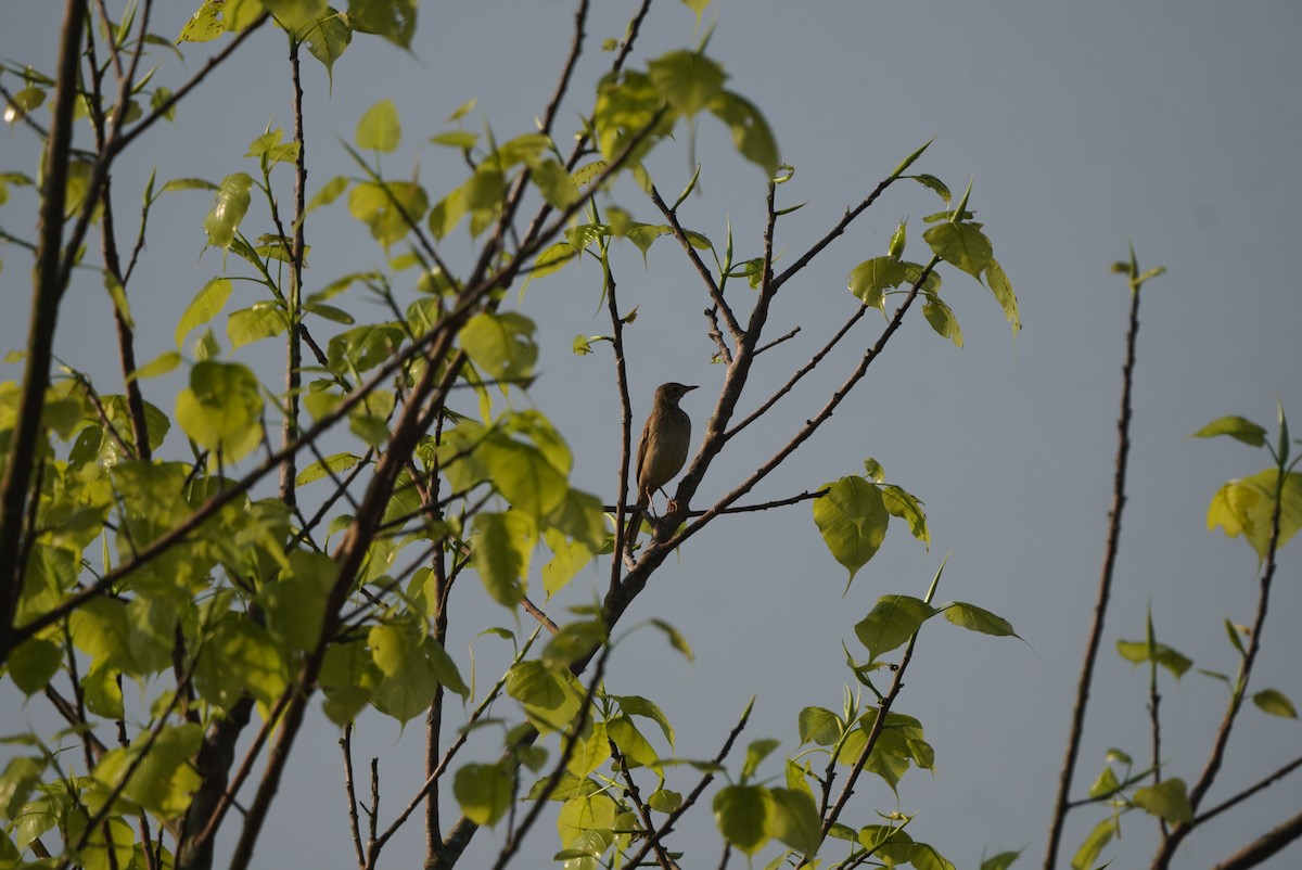 Bisbita de Richard - ML645654124