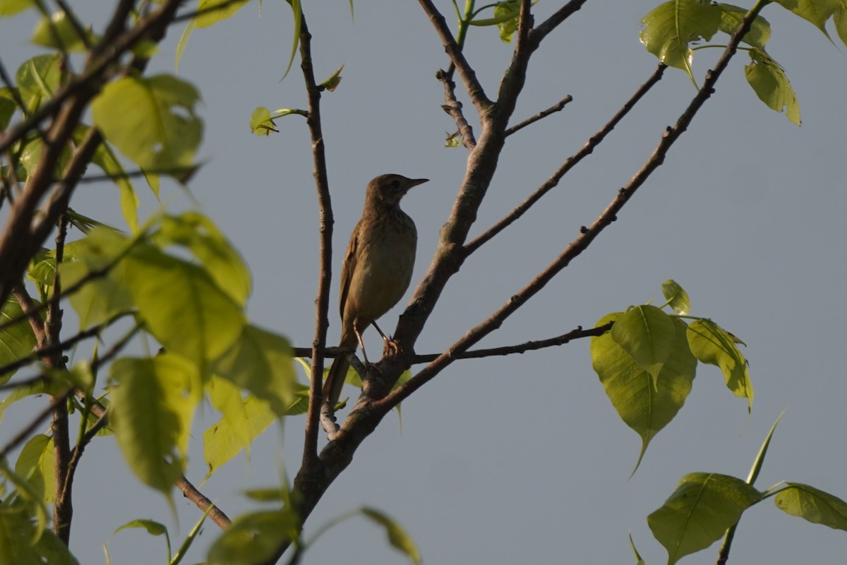 Bisbita de Richard - ML645654125