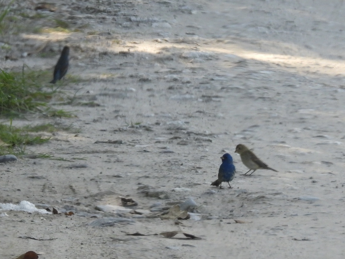 Индиговый колорин - ML645654126