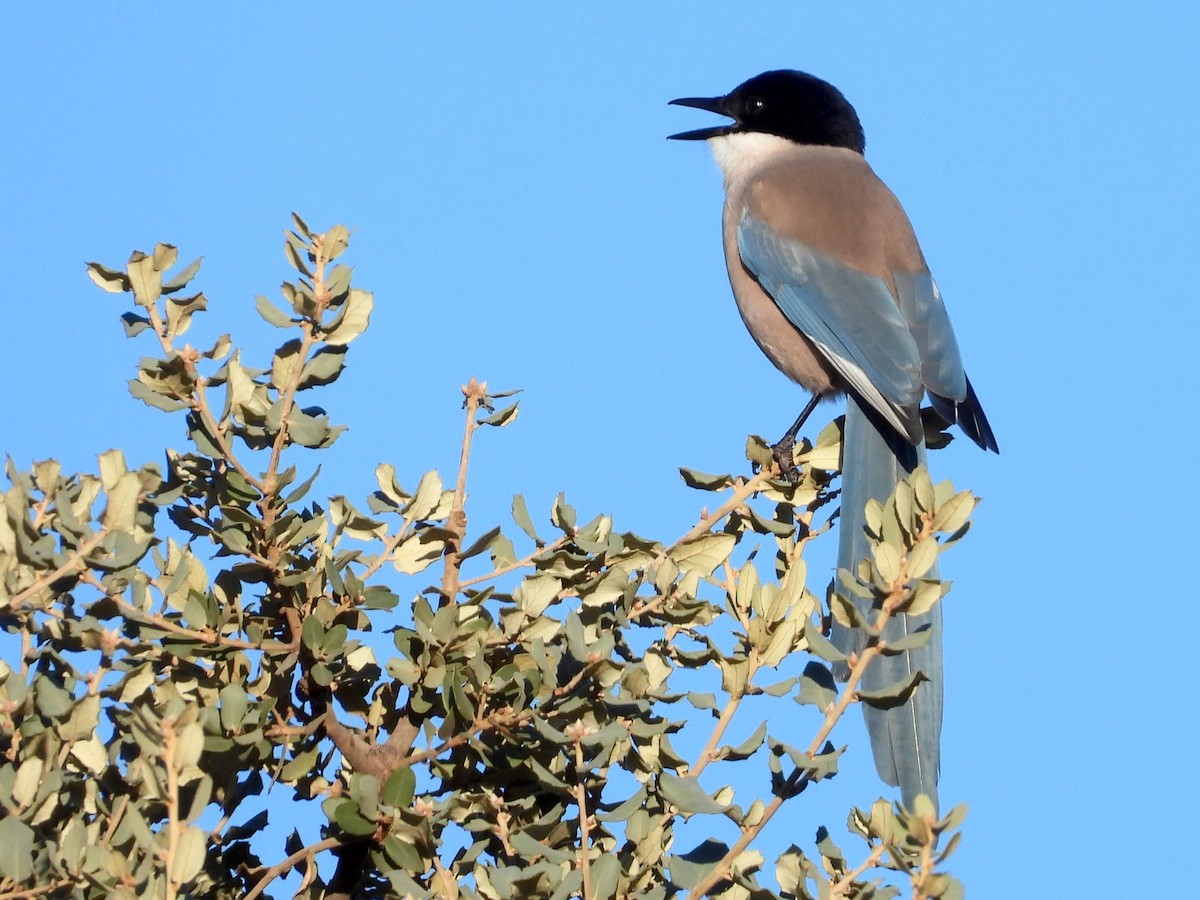 イベリアオナガ - ML645654128