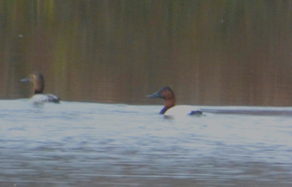 polák dlouhozobý - ML645654130