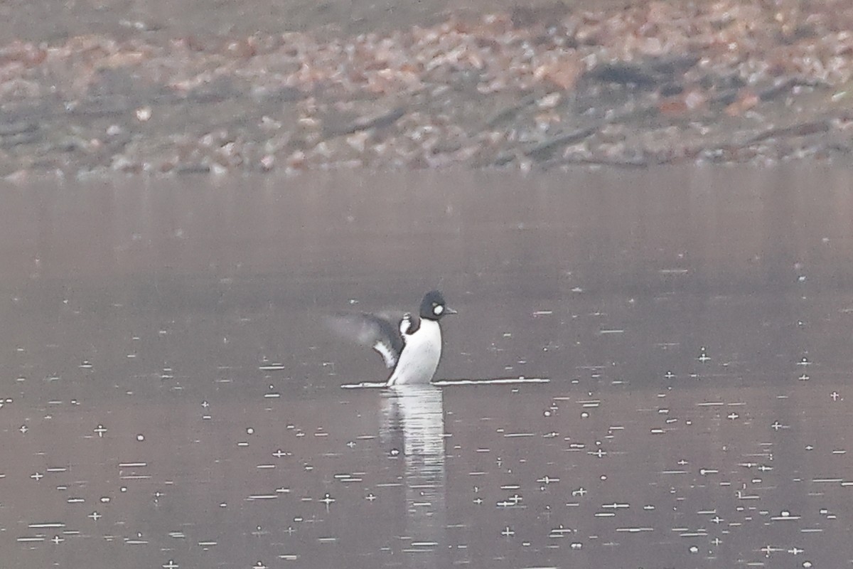 hohol severní - ML645654131