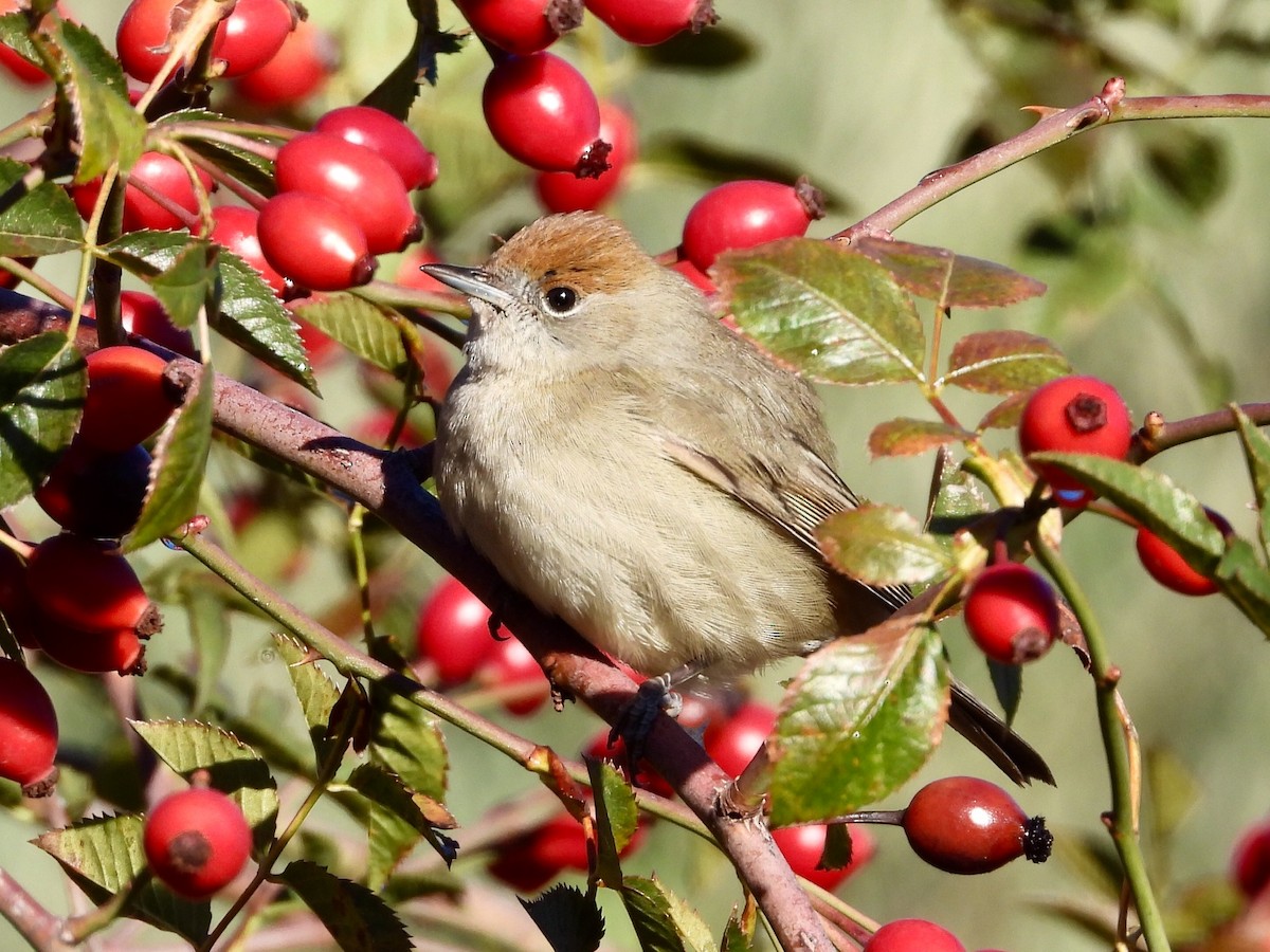 ズグロムシクイ - ML645654132