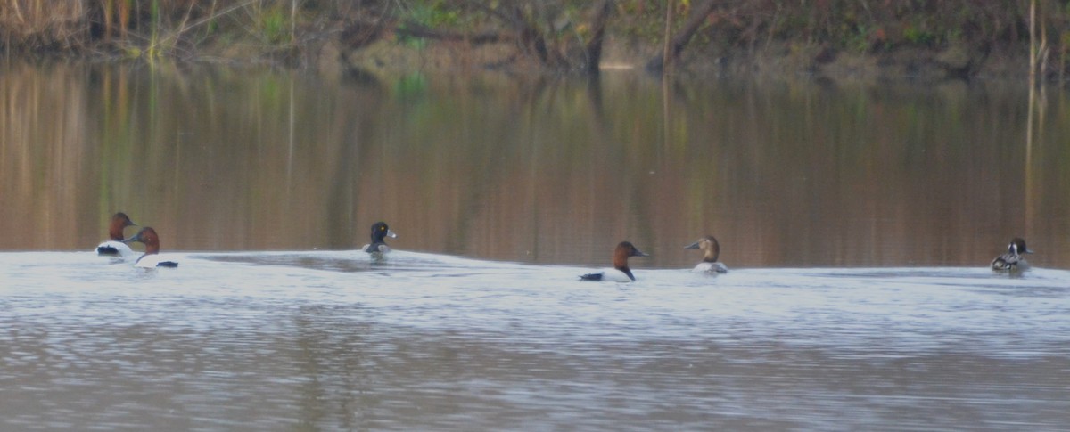 polák proužkozobý - ML645654136