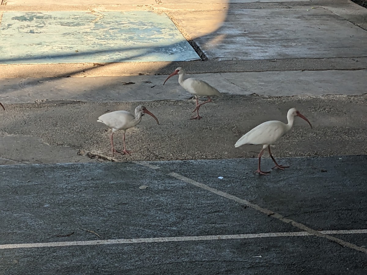 Ak Aynak - ML645654143