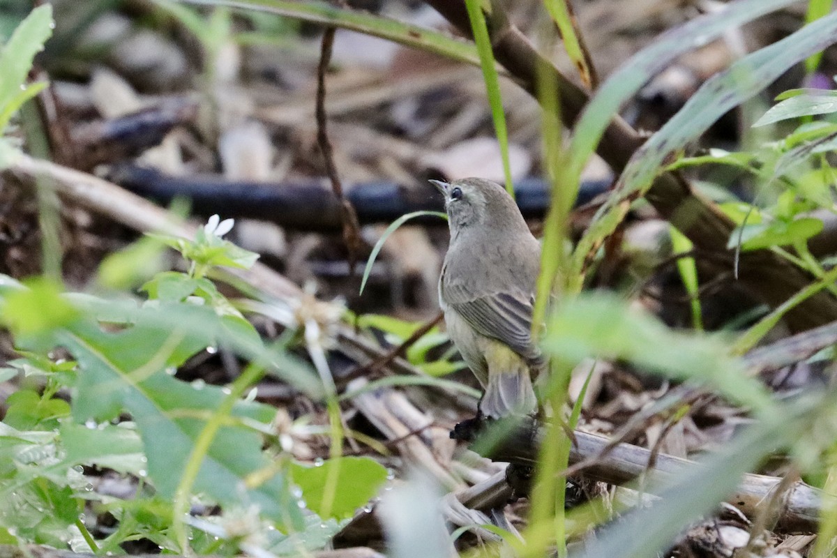 Palm Warbler (Western) - ML645654144