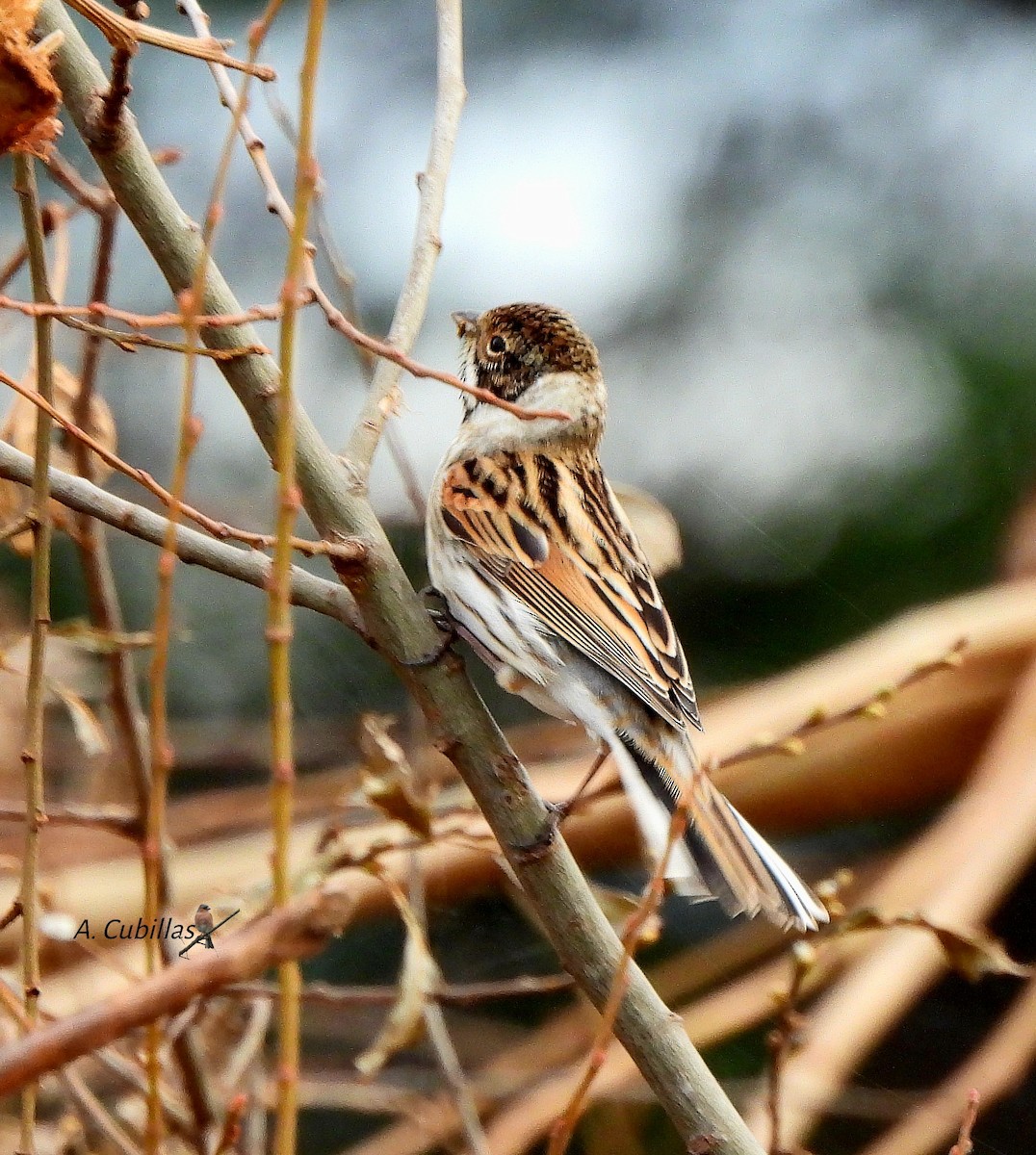 Reed Bunting - ML645654147