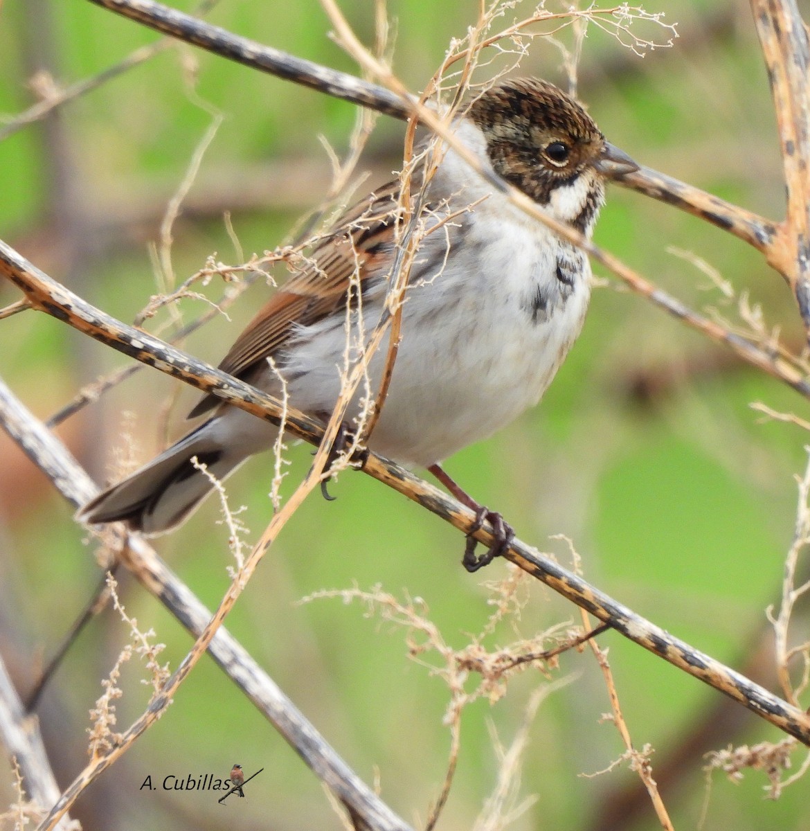 Reed Bunting - ML645654148