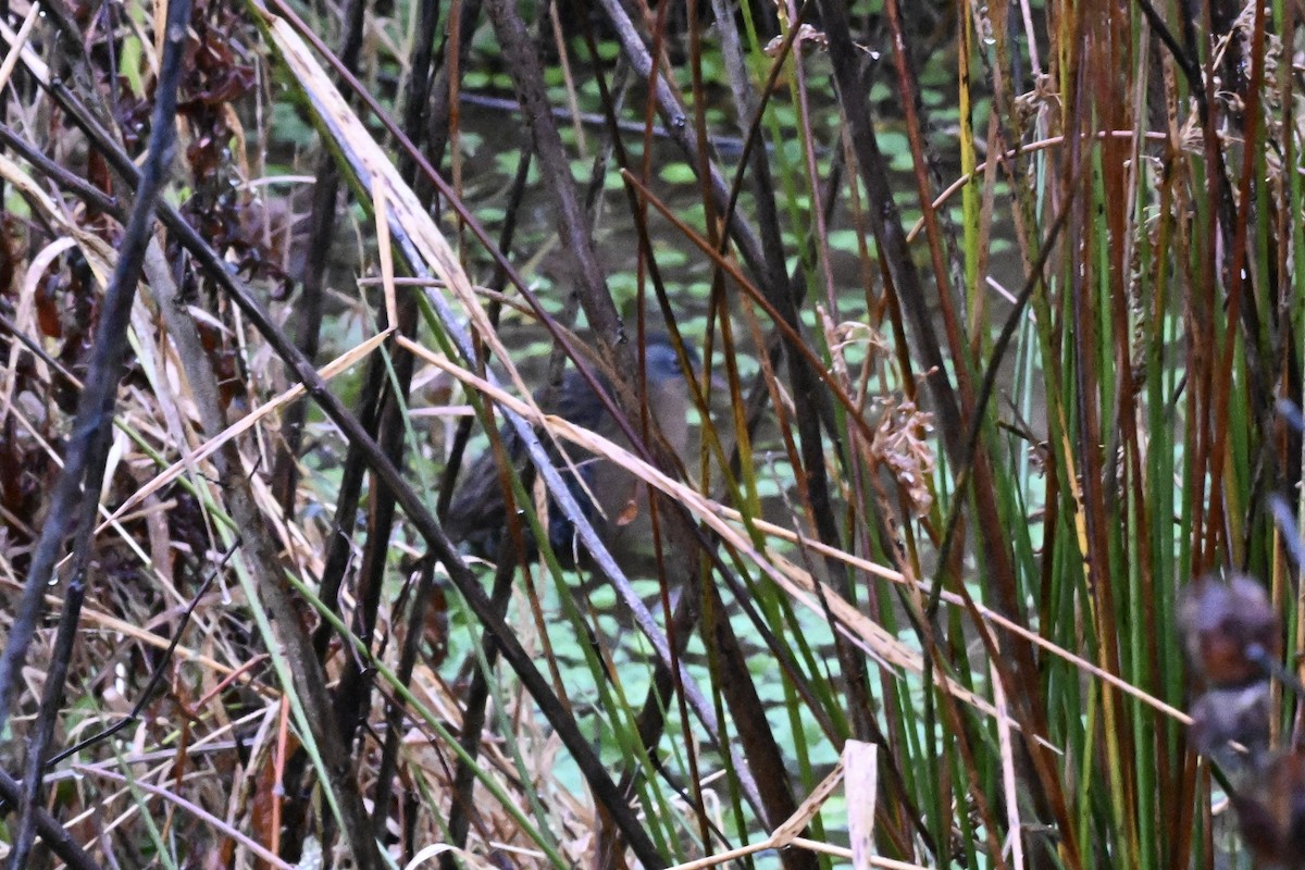 コオニクイナ - ML645654149