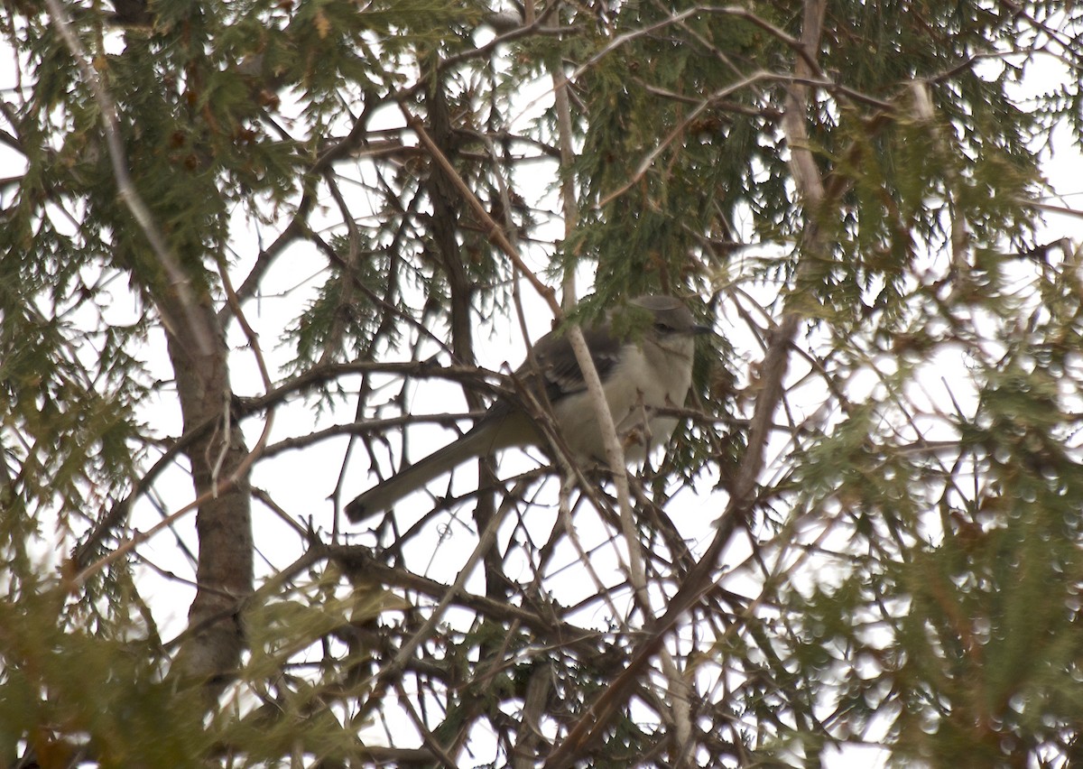 Northern Mockingbird - ML645654150