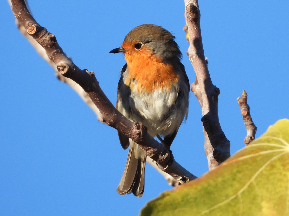 European Robin - ML645654152
