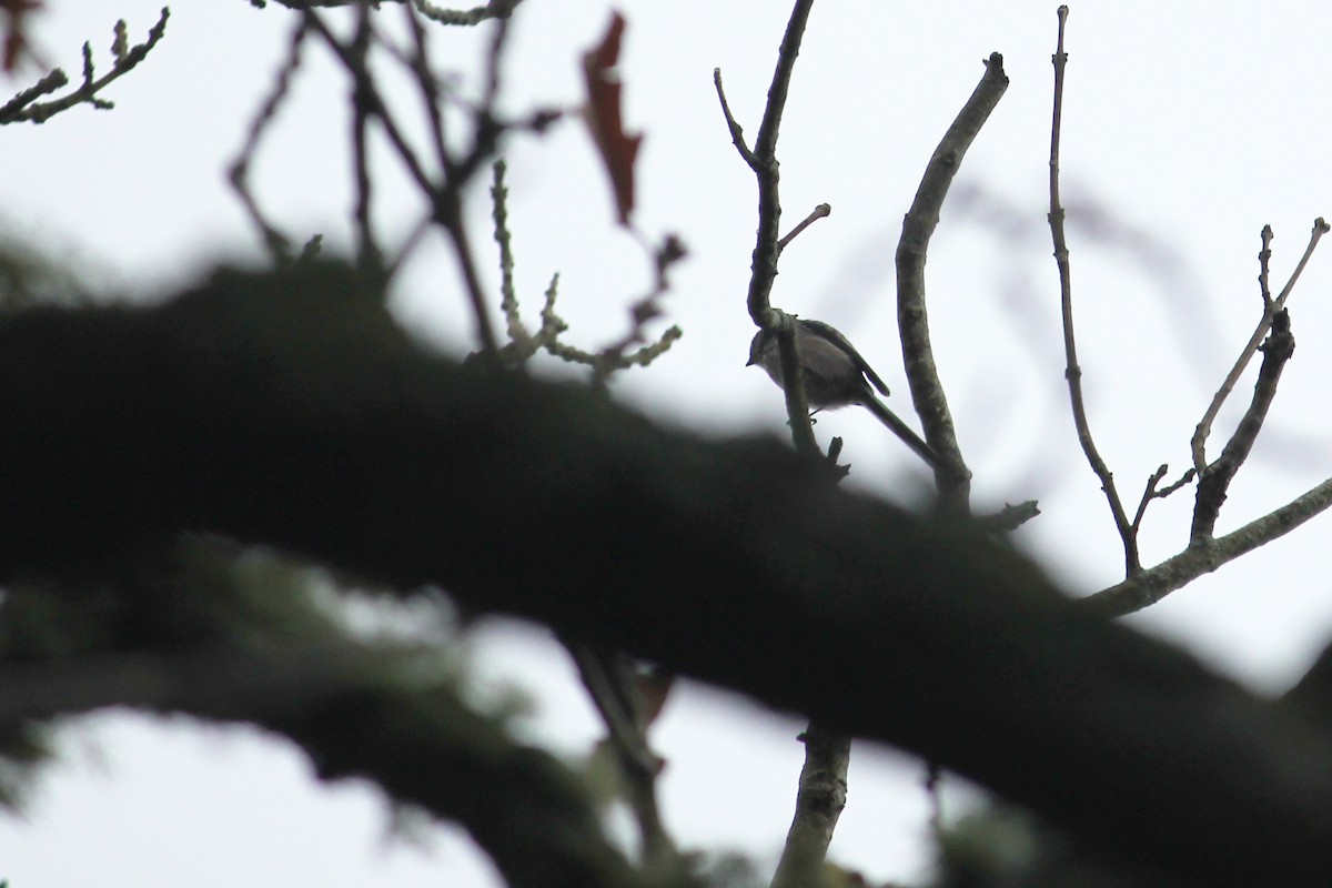 Long-tailed Tit - ML645654154