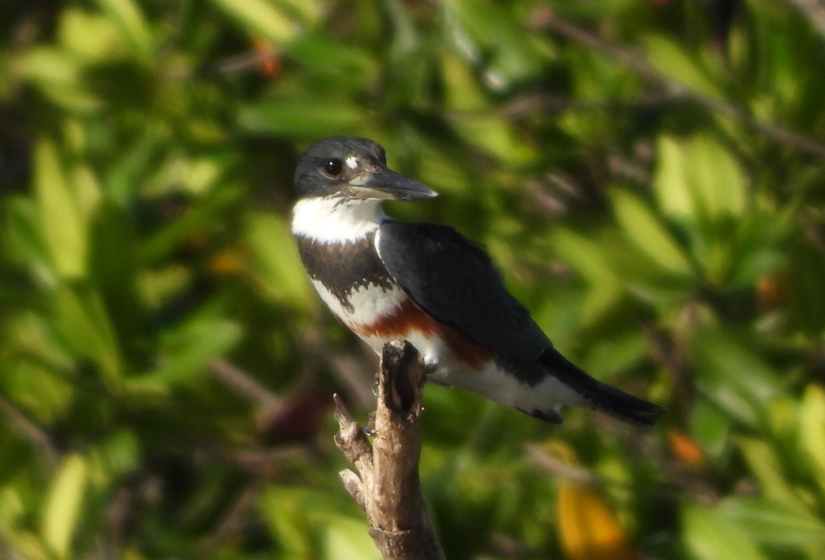 Belted Kingfisher - ML645654155