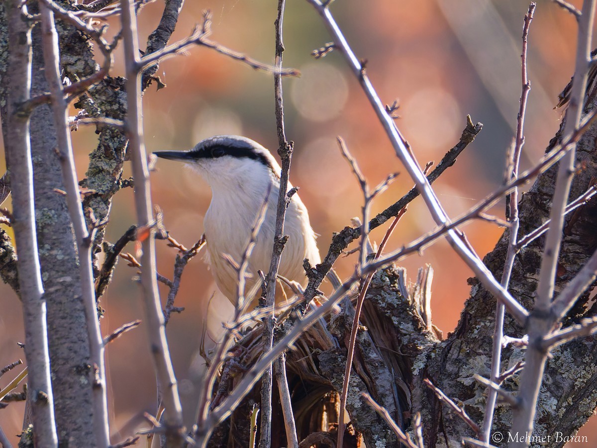 Western Rock Nuthatch - ML645654157
