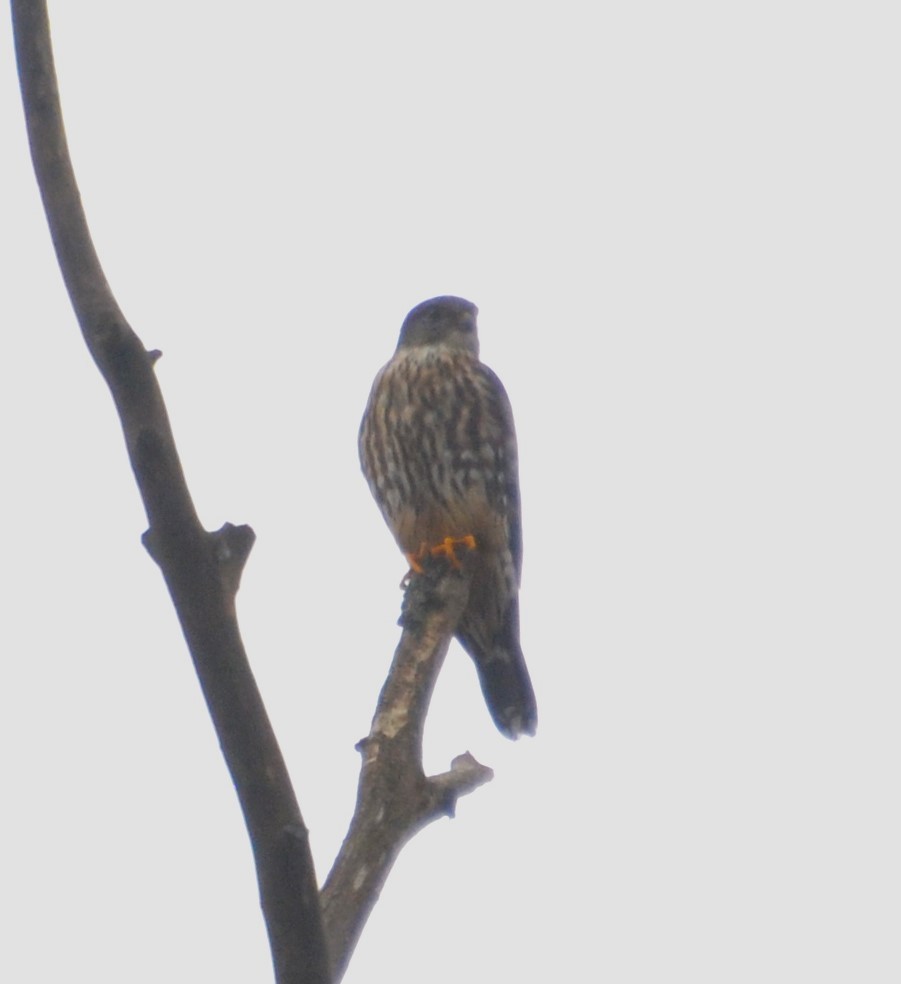 Merlin - ML645654158