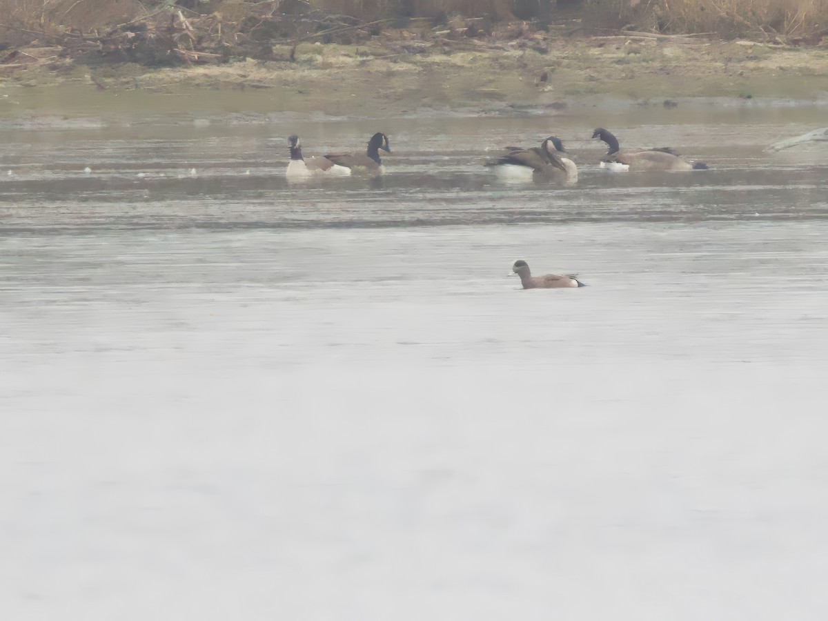 American Wigeon - ML645654159