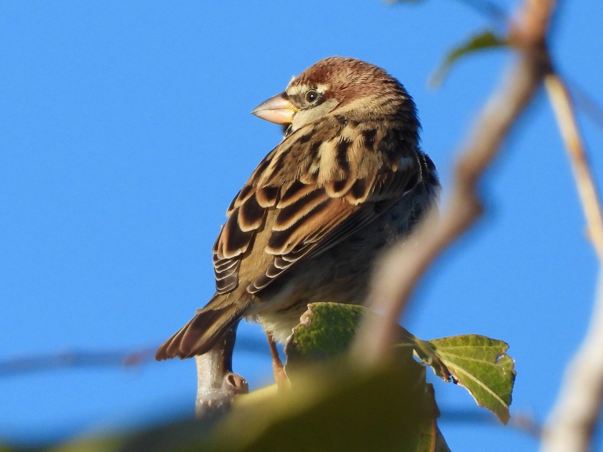 Spanish Sparrow - ML645654160