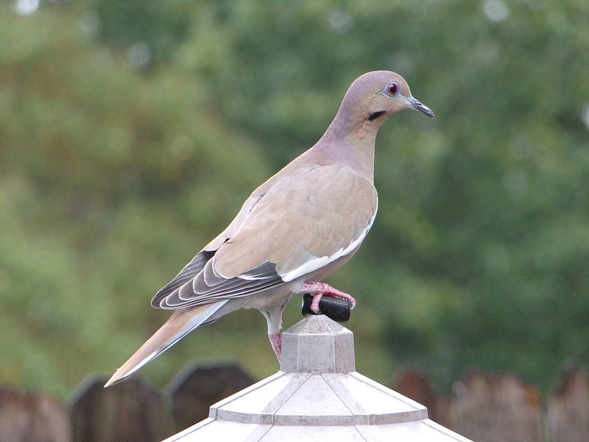 White-winged Dove - ML645654161