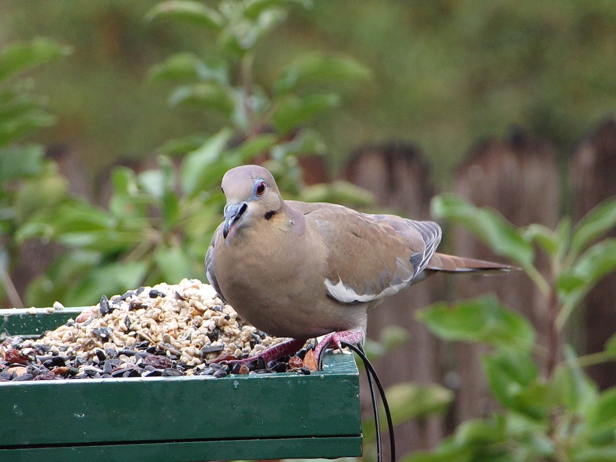 White-winged Dove - ML645654162