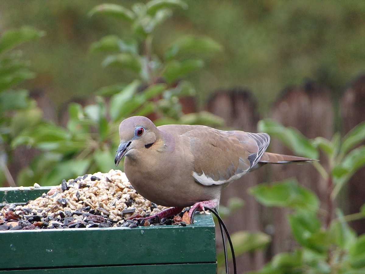 White-winged Dove - ML645654163