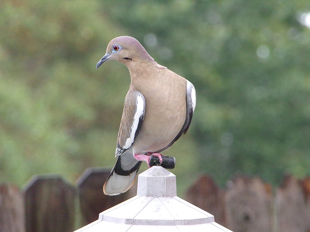White-winged Dove - ML645654164