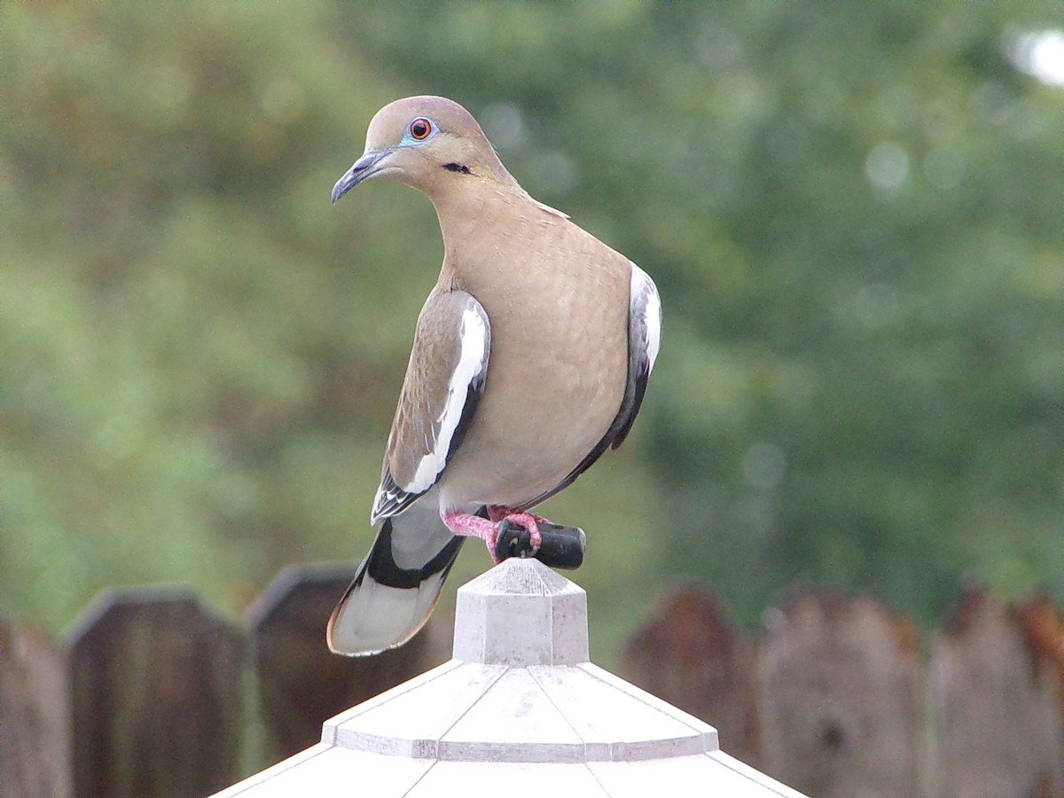 White-winged Dove - ML645654165