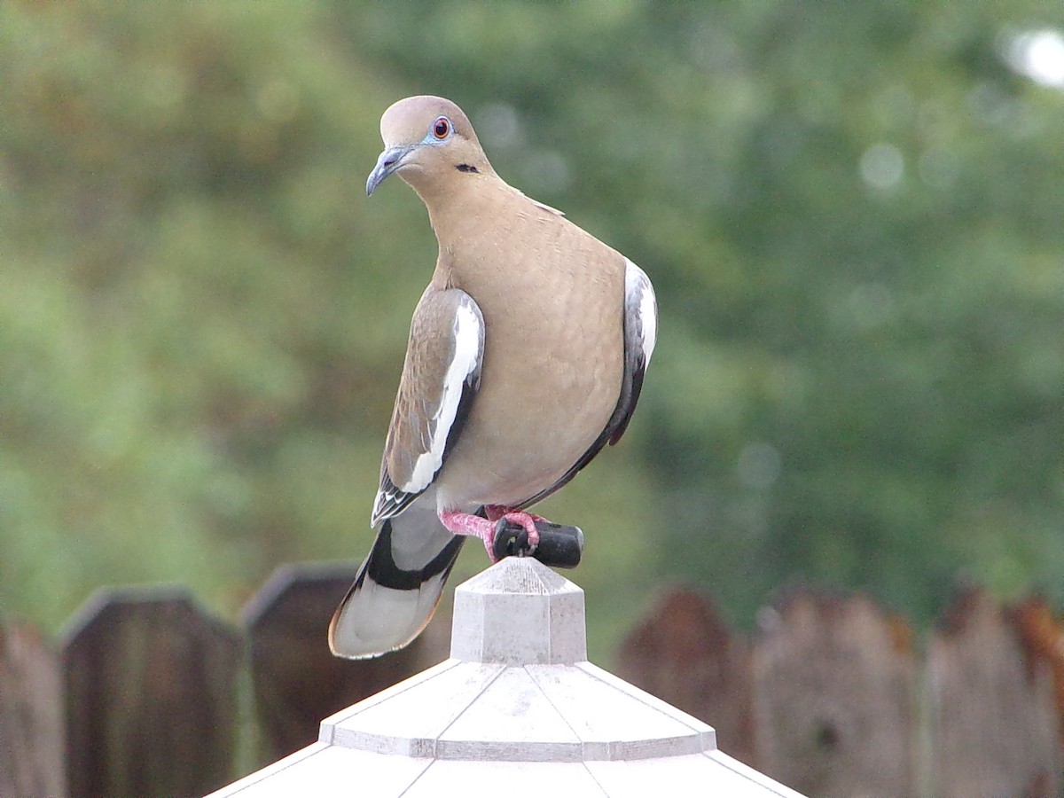 White-winged Dove - ML645654166