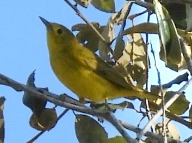 Northern Yellow Warbler - ML645654169
