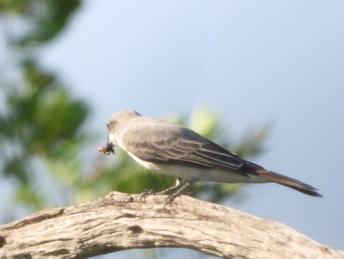 Gray Kingbird - ML645654170