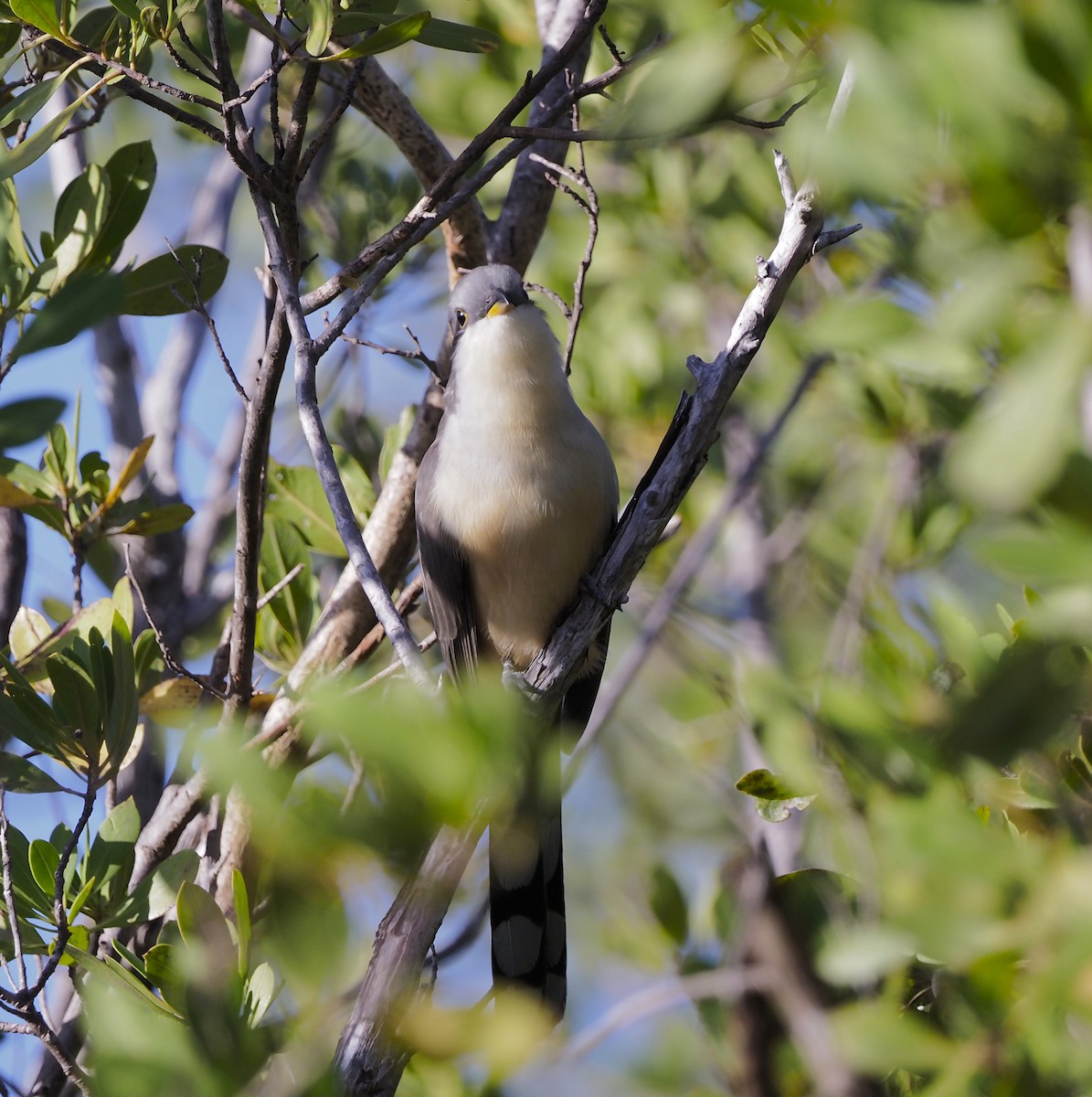 Mangrove Cuckoo - ML645654171