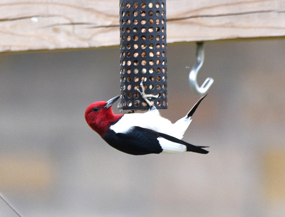 Red-headed Woodpecker - ML645654173
