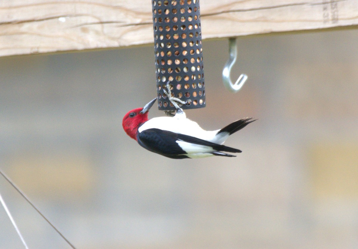 Red-headed Woodpecker - ML645654174
