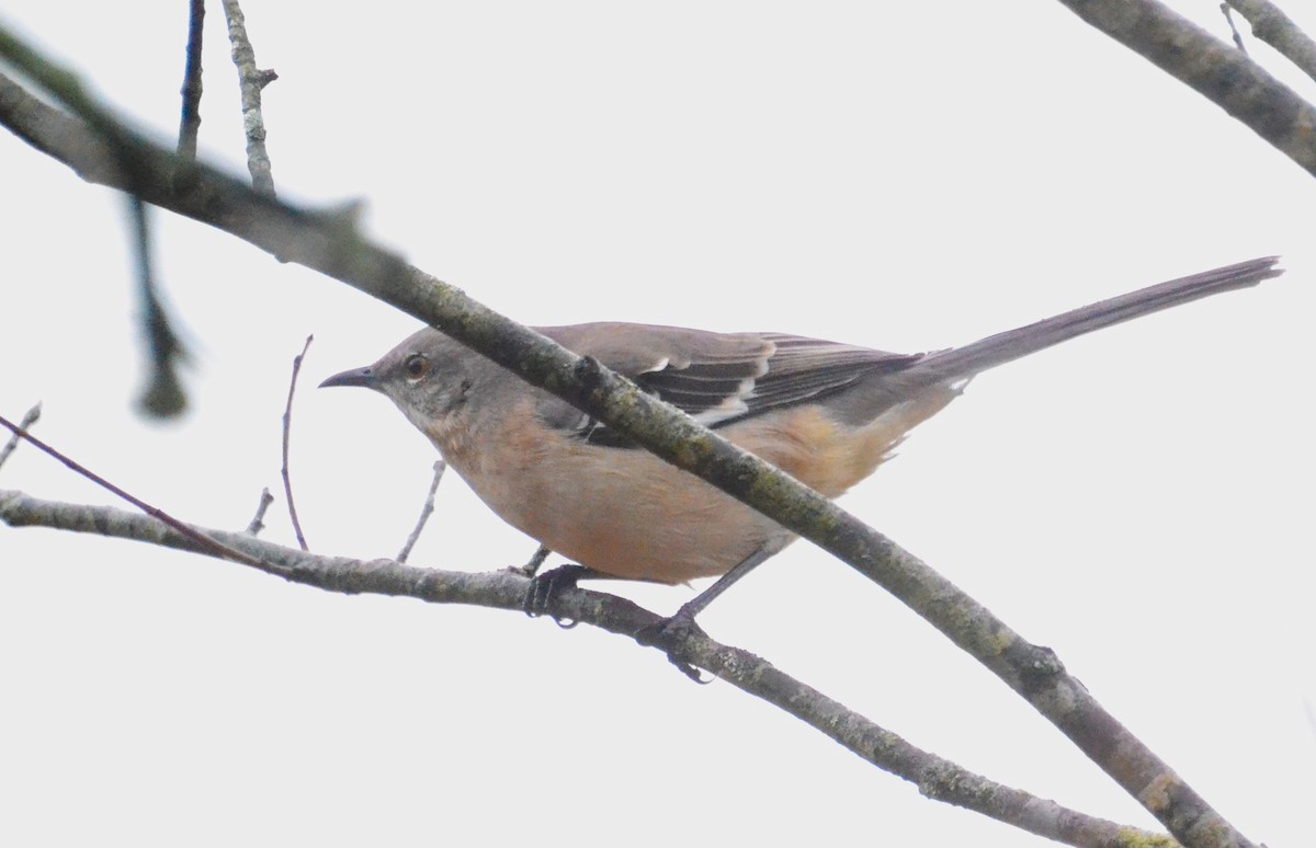 Northern Mockingbird - ML645654176