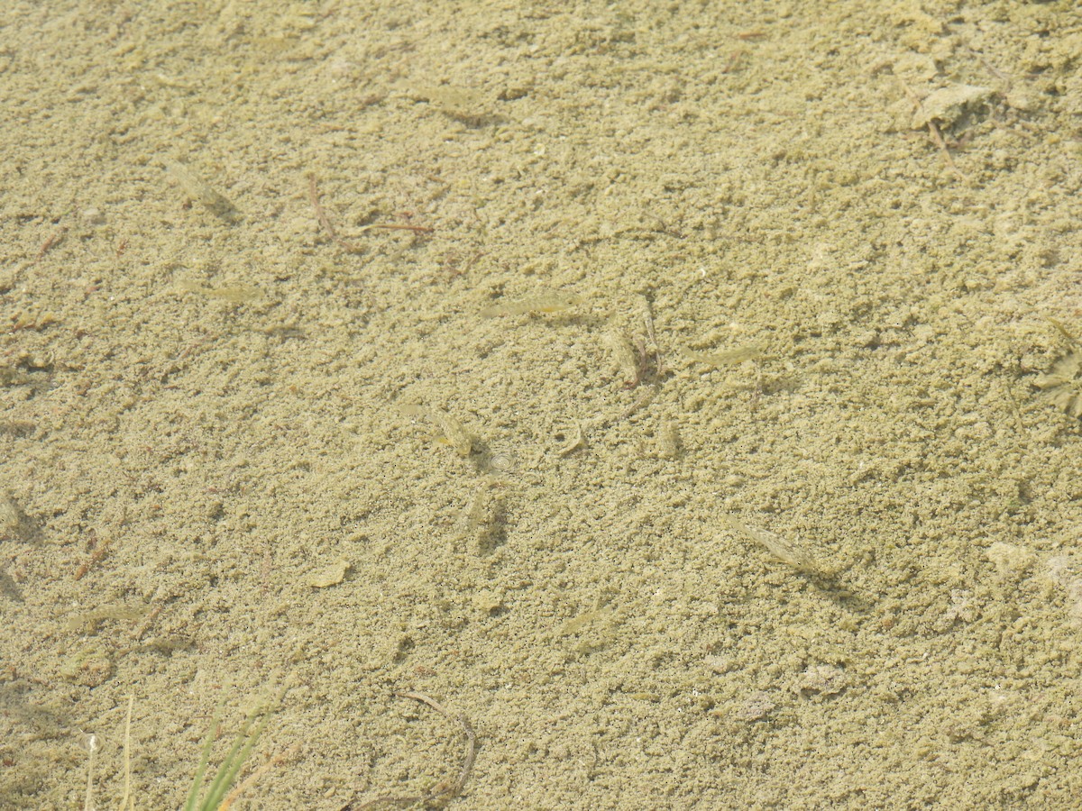 San Ignacio Pupfish - ML645654177