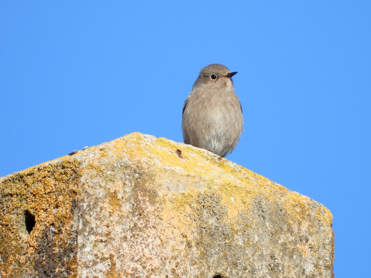 クロジョウビタキ - ML645654179