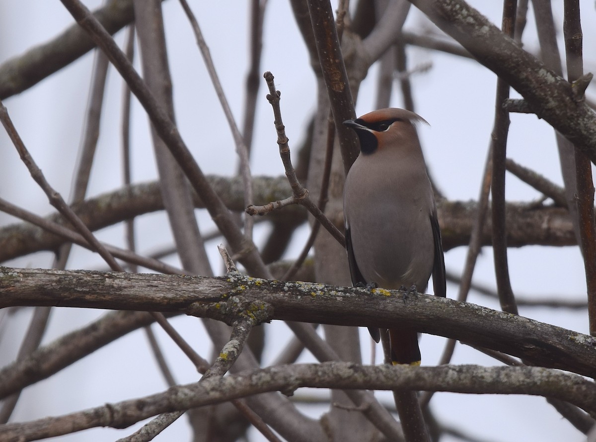 Bohemian Waxwing - ML645654183