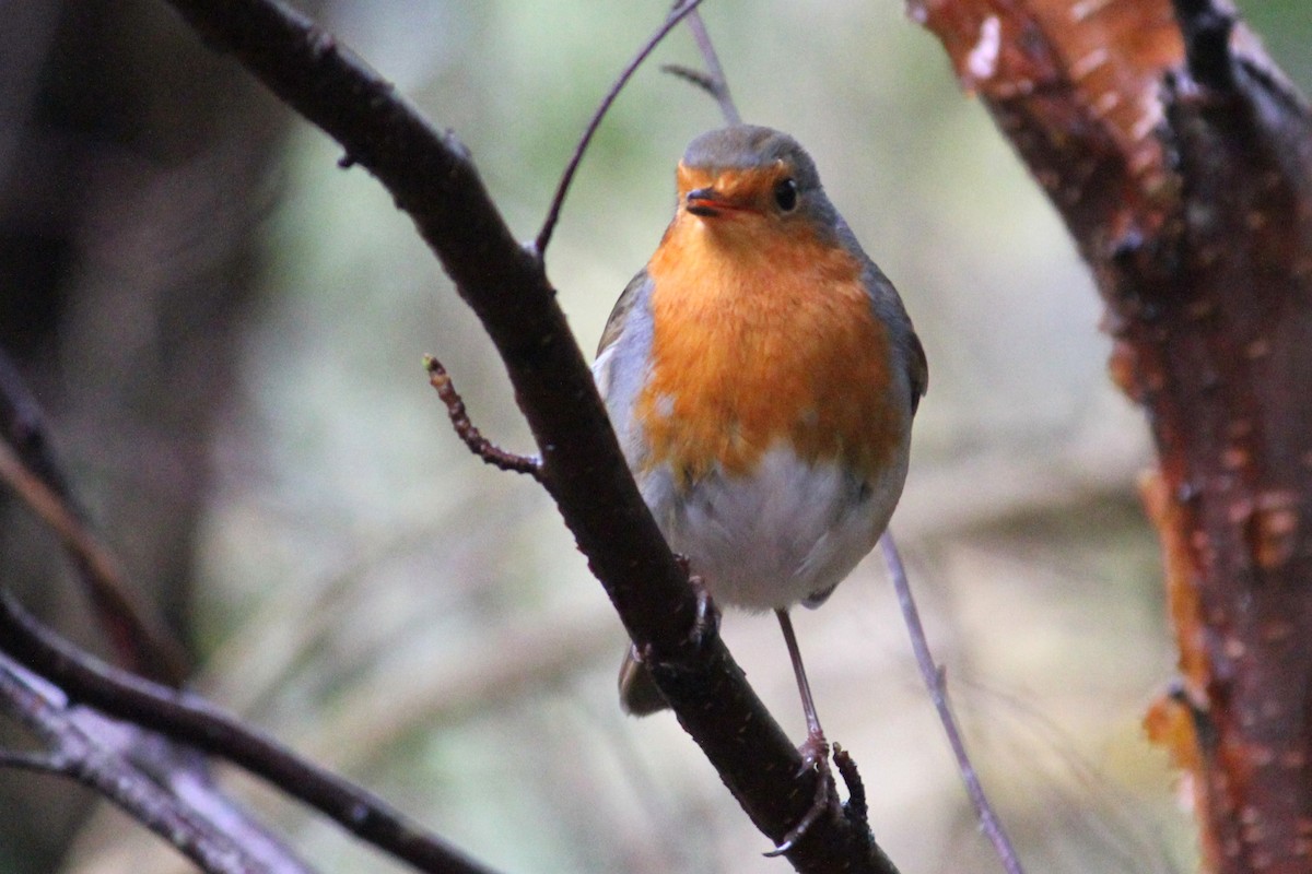 European Robin - ML645654185
