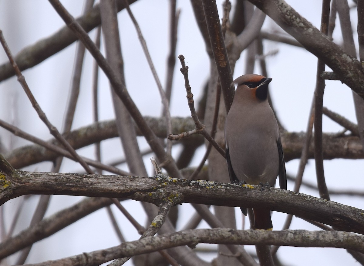 Bohemian Waxwing - ML645654187