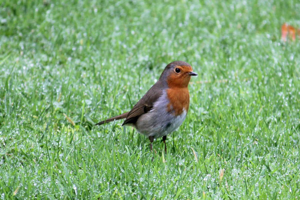 European Robin - ML645654212