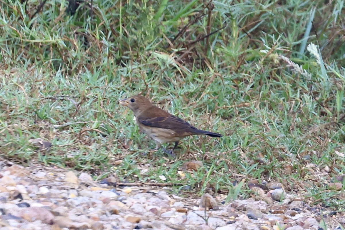 Индиговый колорин - ML645654214