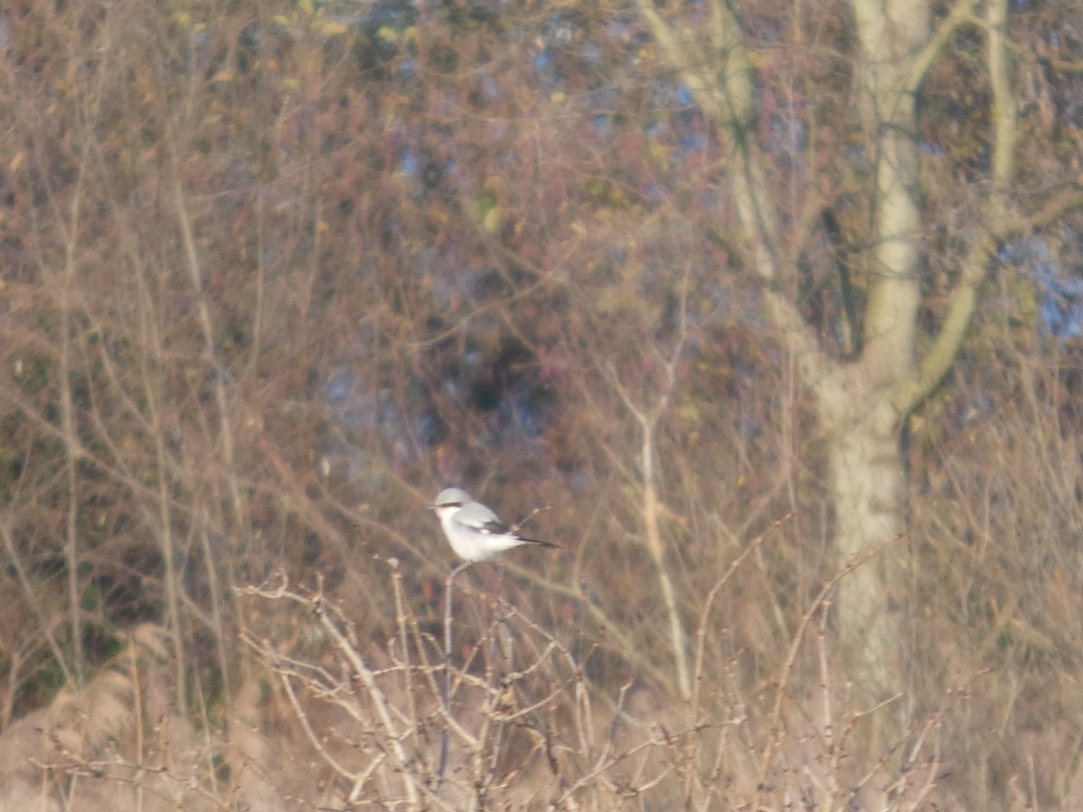 ťuhýk šedý - ML645654222