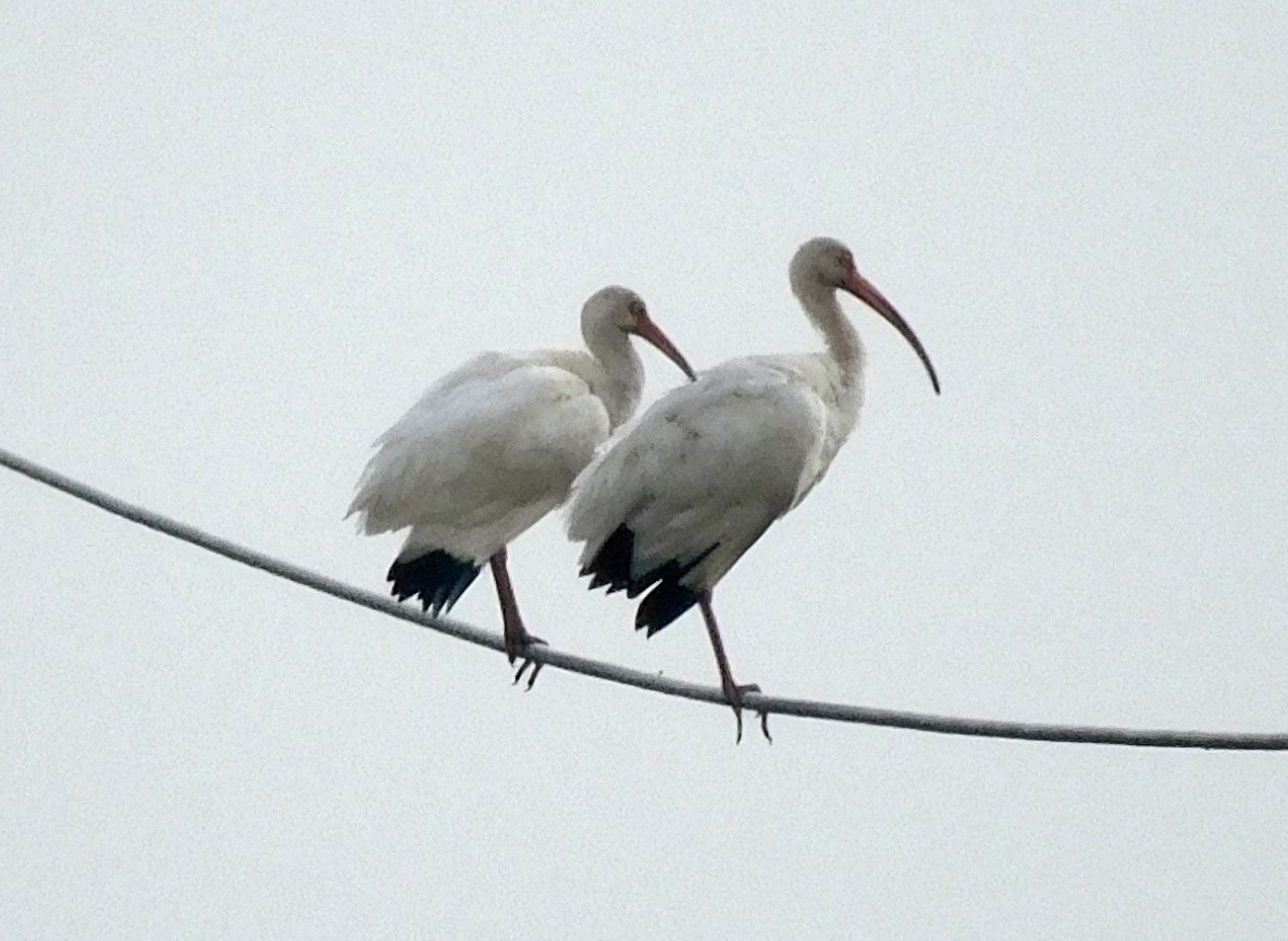 Ak Aynak - ML645654228