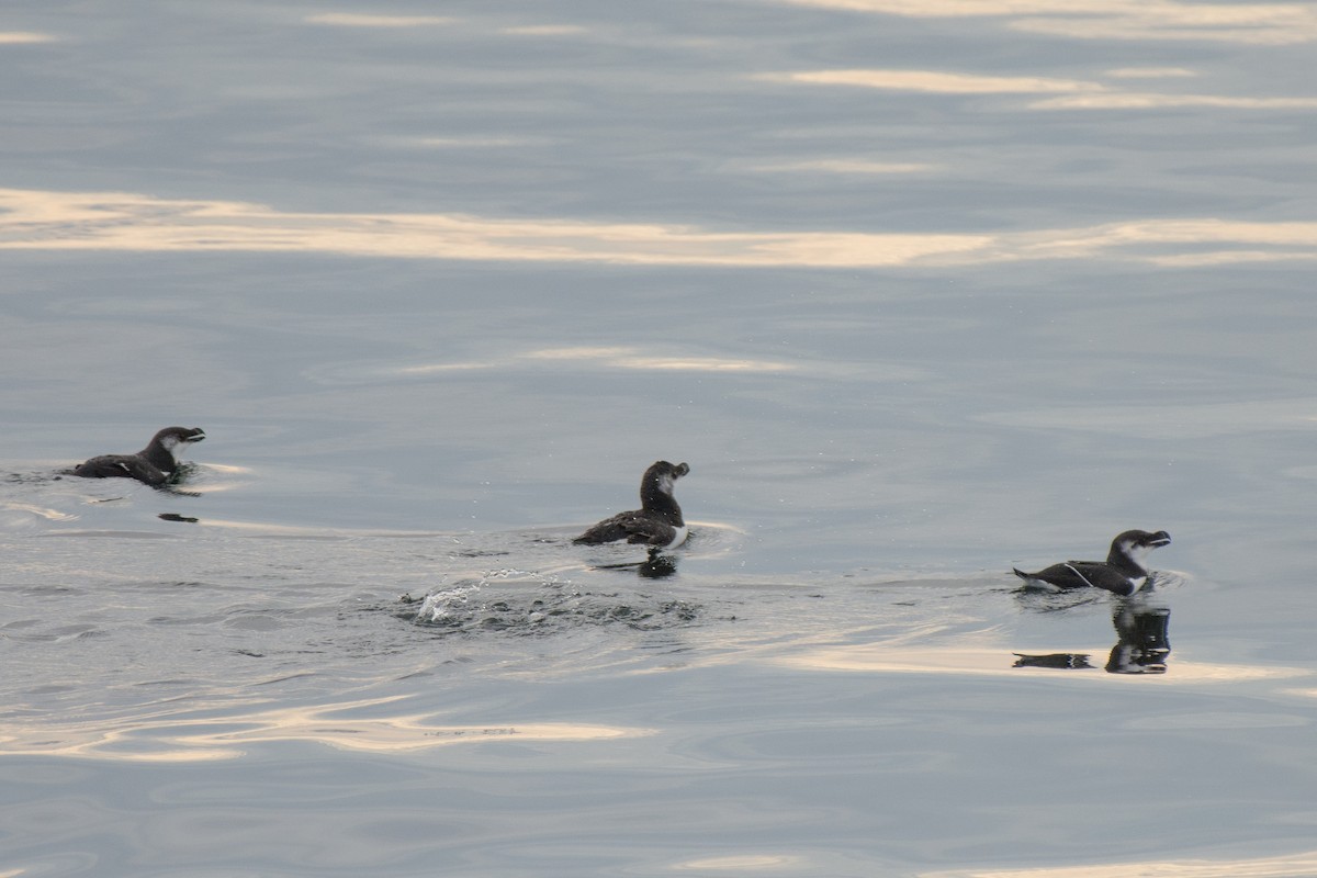 Razorbill - ML645654231