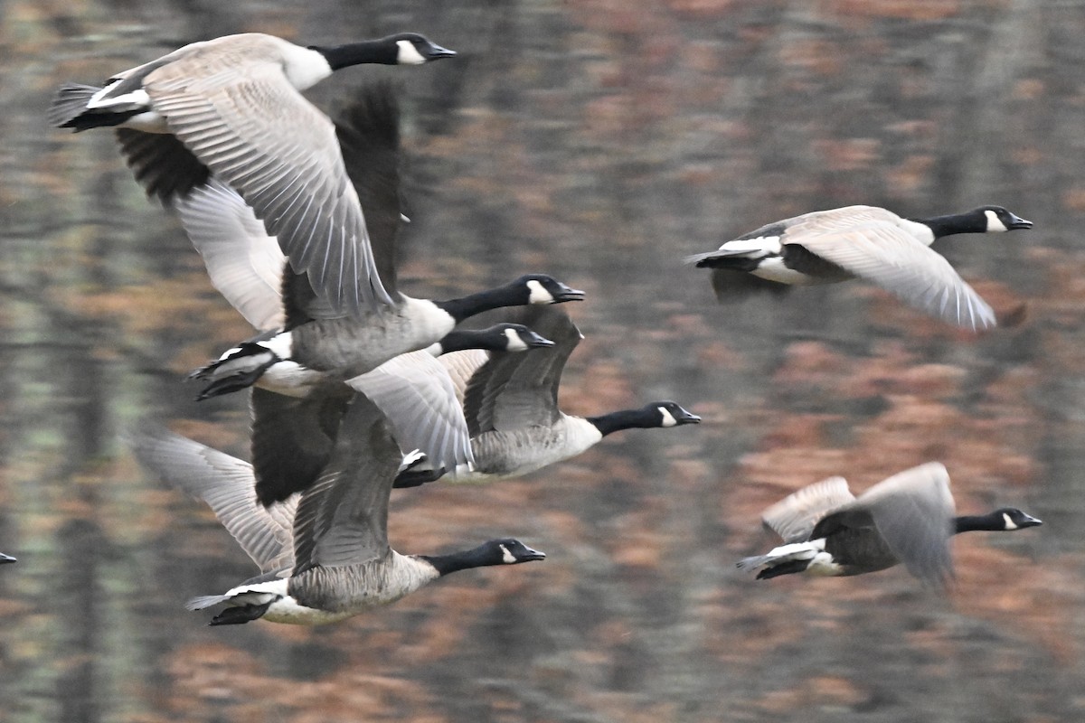 カナダガン - ML645654235