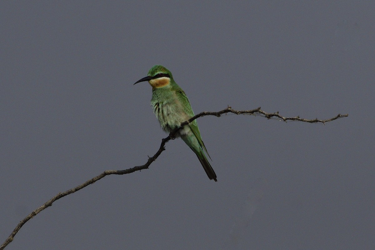 שרקרק ירוק - ML645654241
