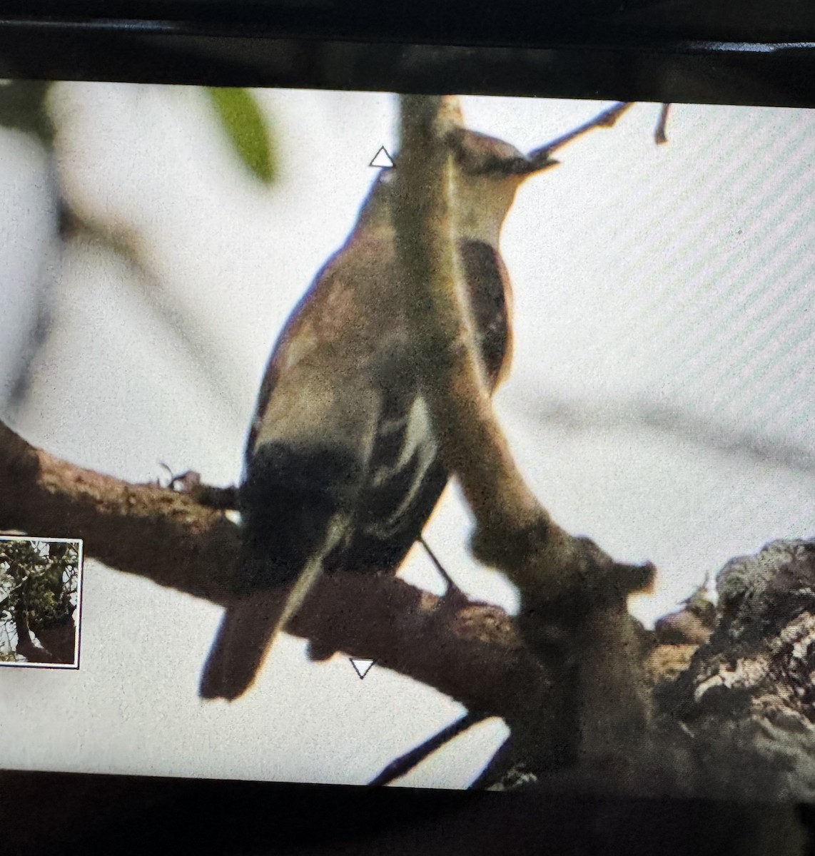 Collared Flycatcher - ML645654257